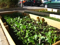 Ein Salatbeet mitten in der Stadt